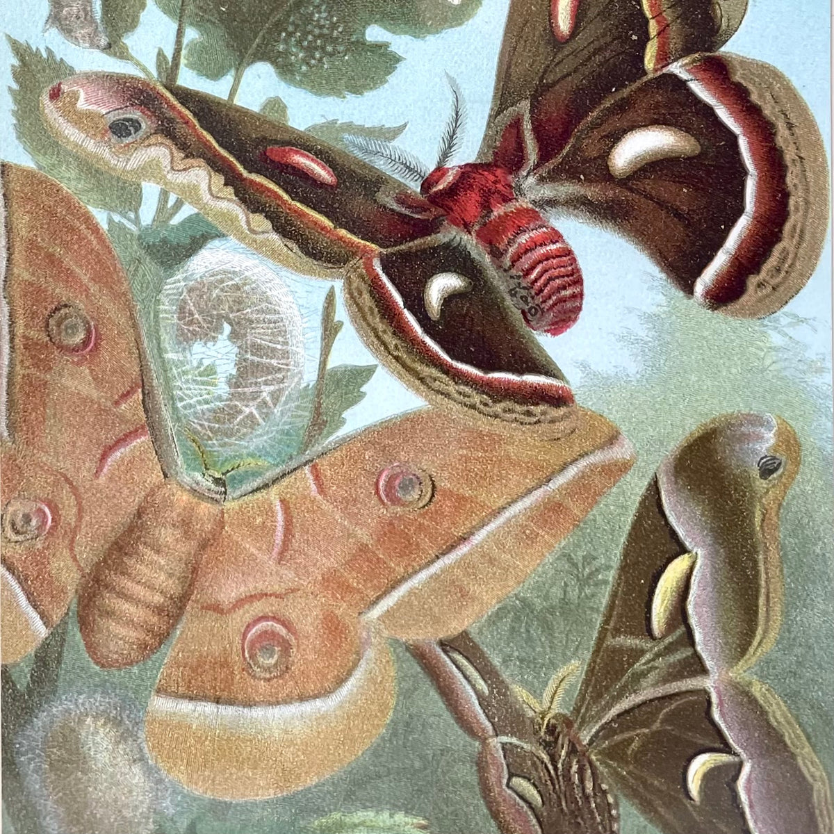 Silk Worm & Moths | Victorian Chromolithograph Print