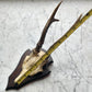 Antique Black Forest Roe Deer Antler Trophy