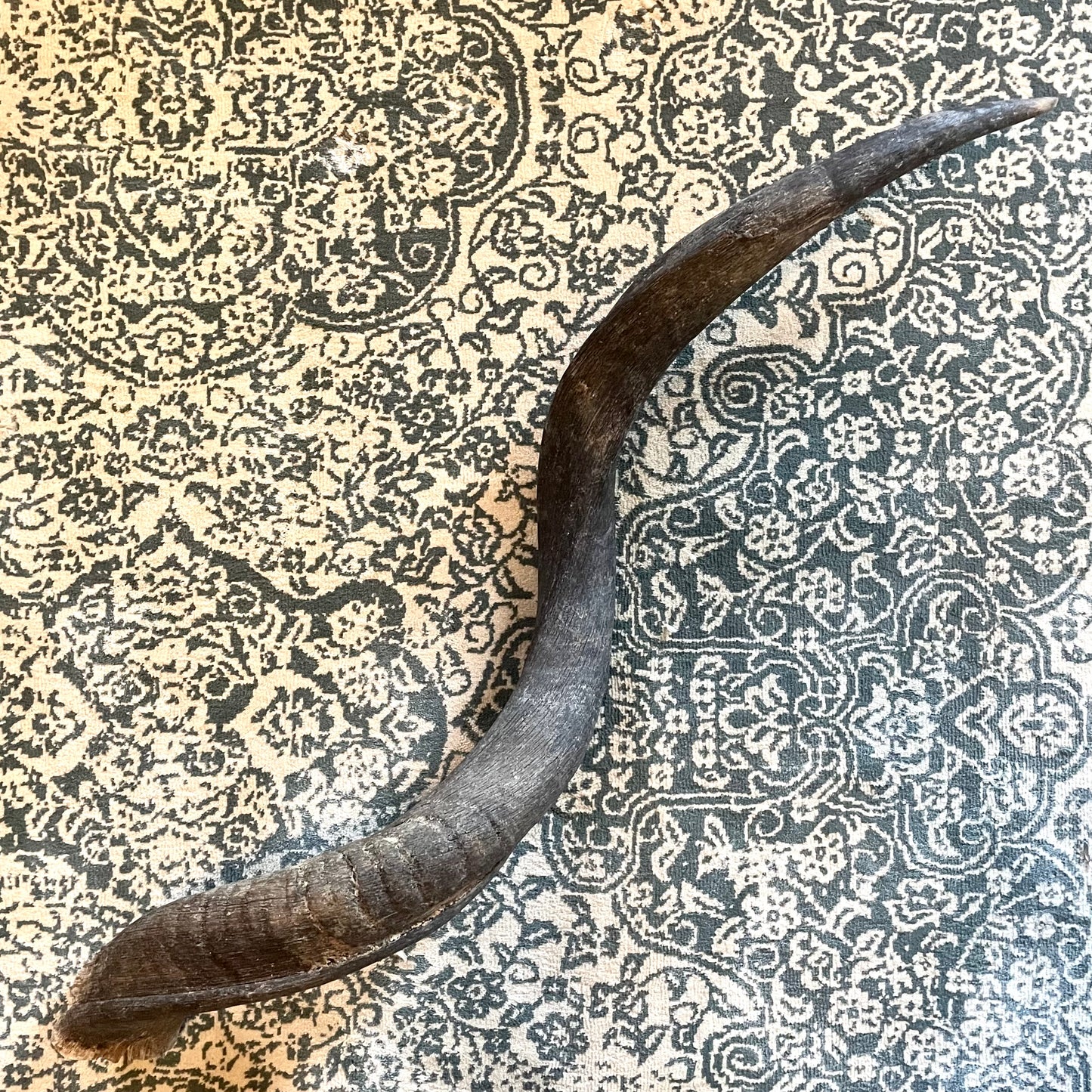 Large 30” Kudu Horn