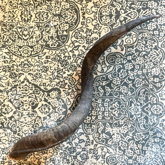 Large 30” Kudu Horn