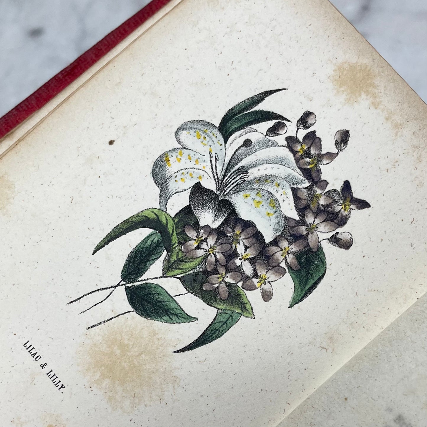 Floral Forget Me Not| The Language of Flowers | 1854