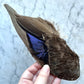 Antique Millinery Duck Wing Ornament