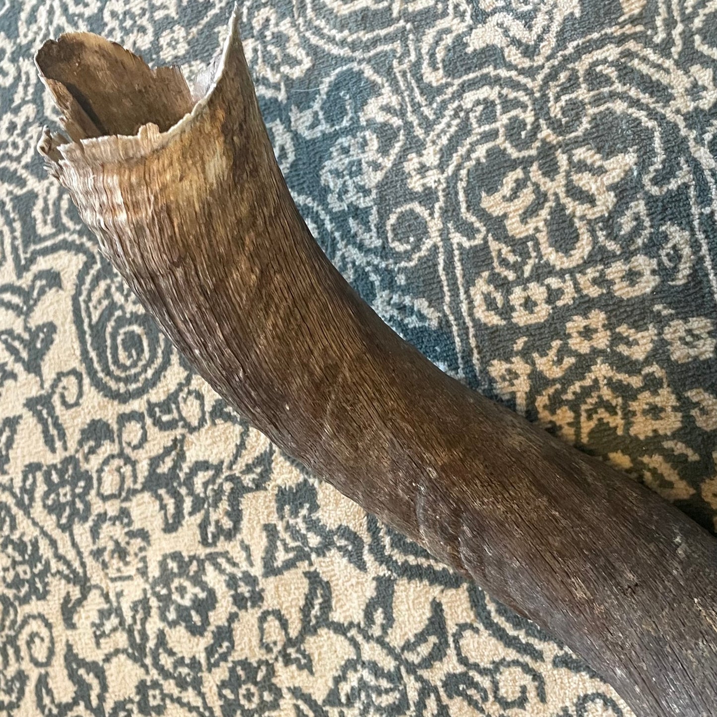Large 30” Kudu Horn