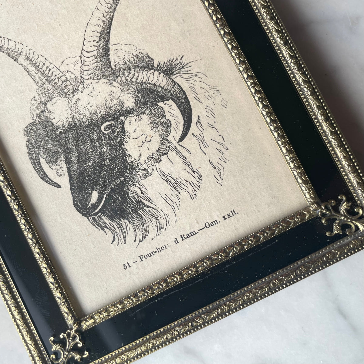 Antique Four Horned Ram | Miniature Framed Print
