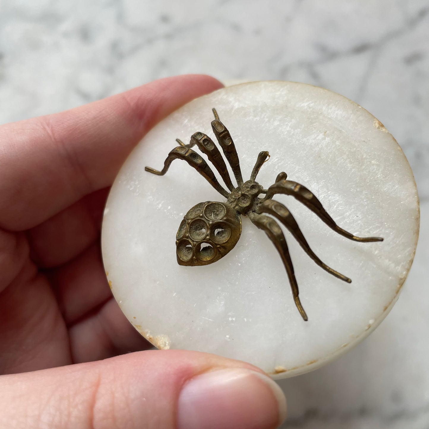 Alabaster Box with Spider